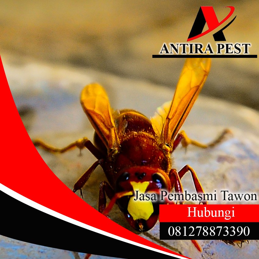 Jasa Pembasmi Tawon di Medan