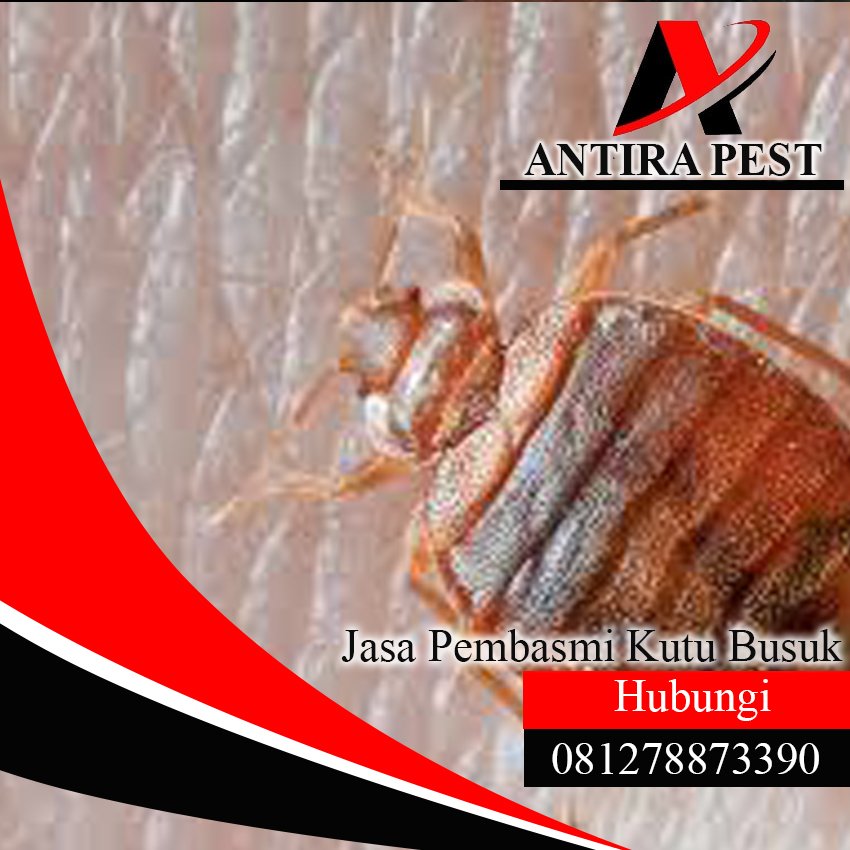Jasa Pembasmi Kutu Kucing di Medan