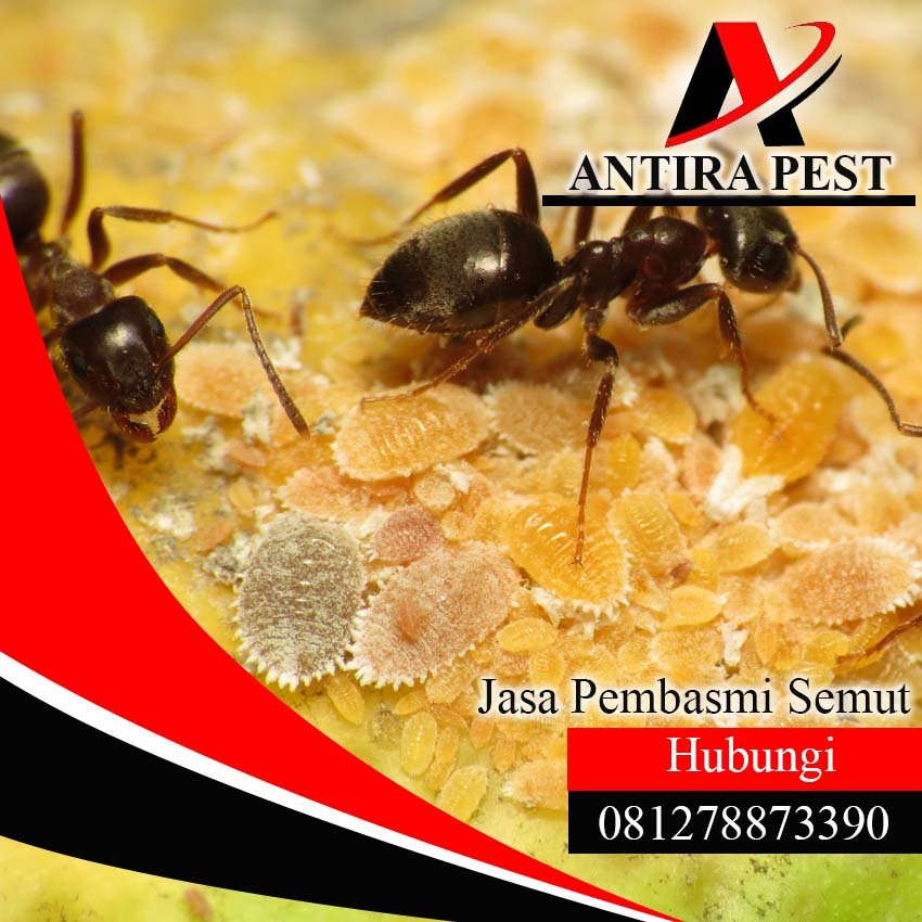 Jasa Pembasmi Semut di Medan