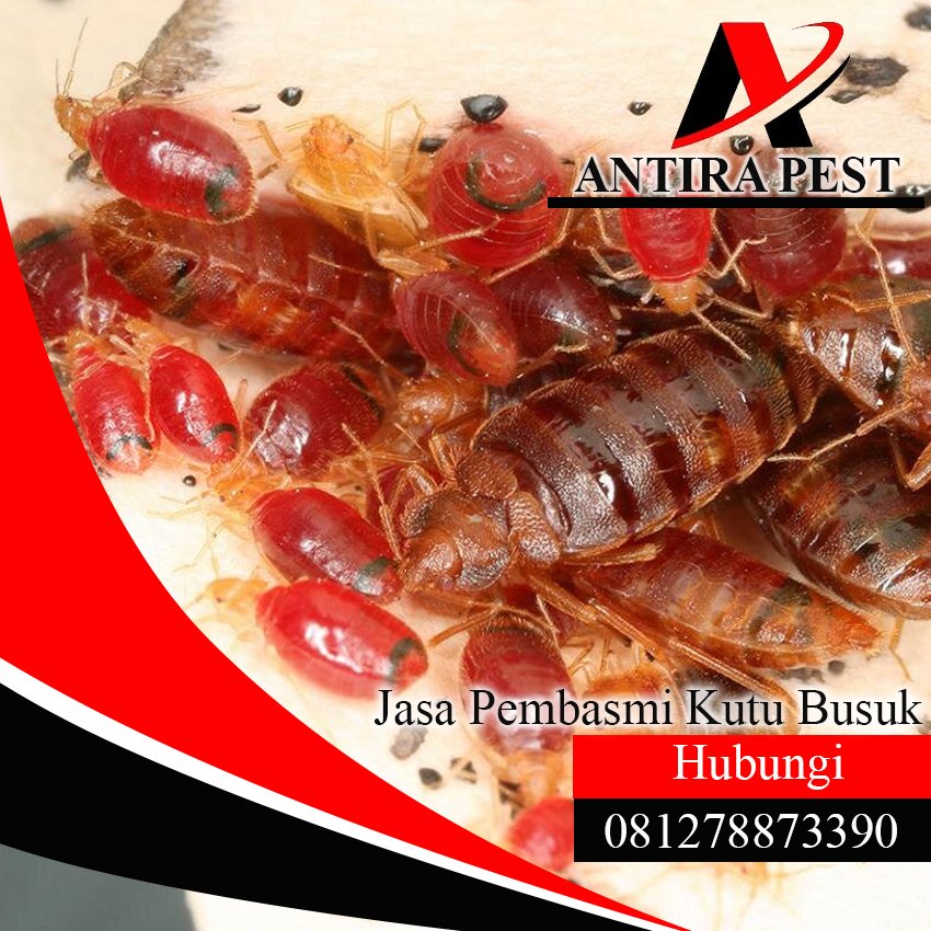 Jasa Pembasmi Kutu Anjing di Medan