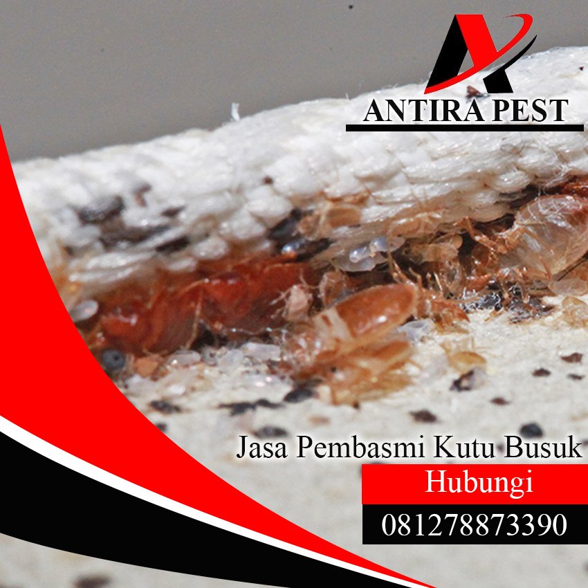 Jasa Pembasmi Kutu Busuk di Medan
