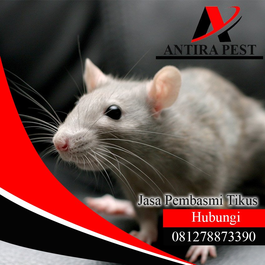Jasa Pembasmi Tikus di Medan
