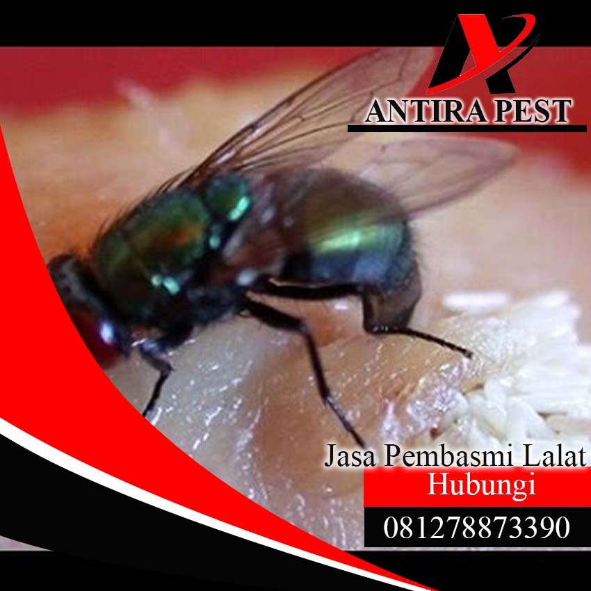 Jasa Pembasmi Lalat di Medan