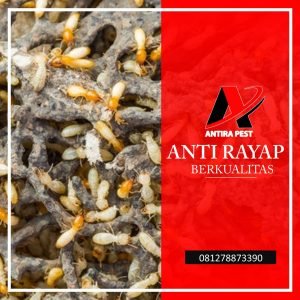Anti Rayap Lantai di Silalas Medan