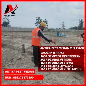 Harga Jasa Pembasmi Tikus Medan Labuhan Murah