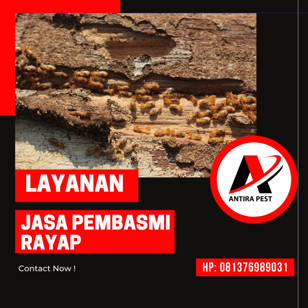 Anti Rayap Rumah Medan Amplas