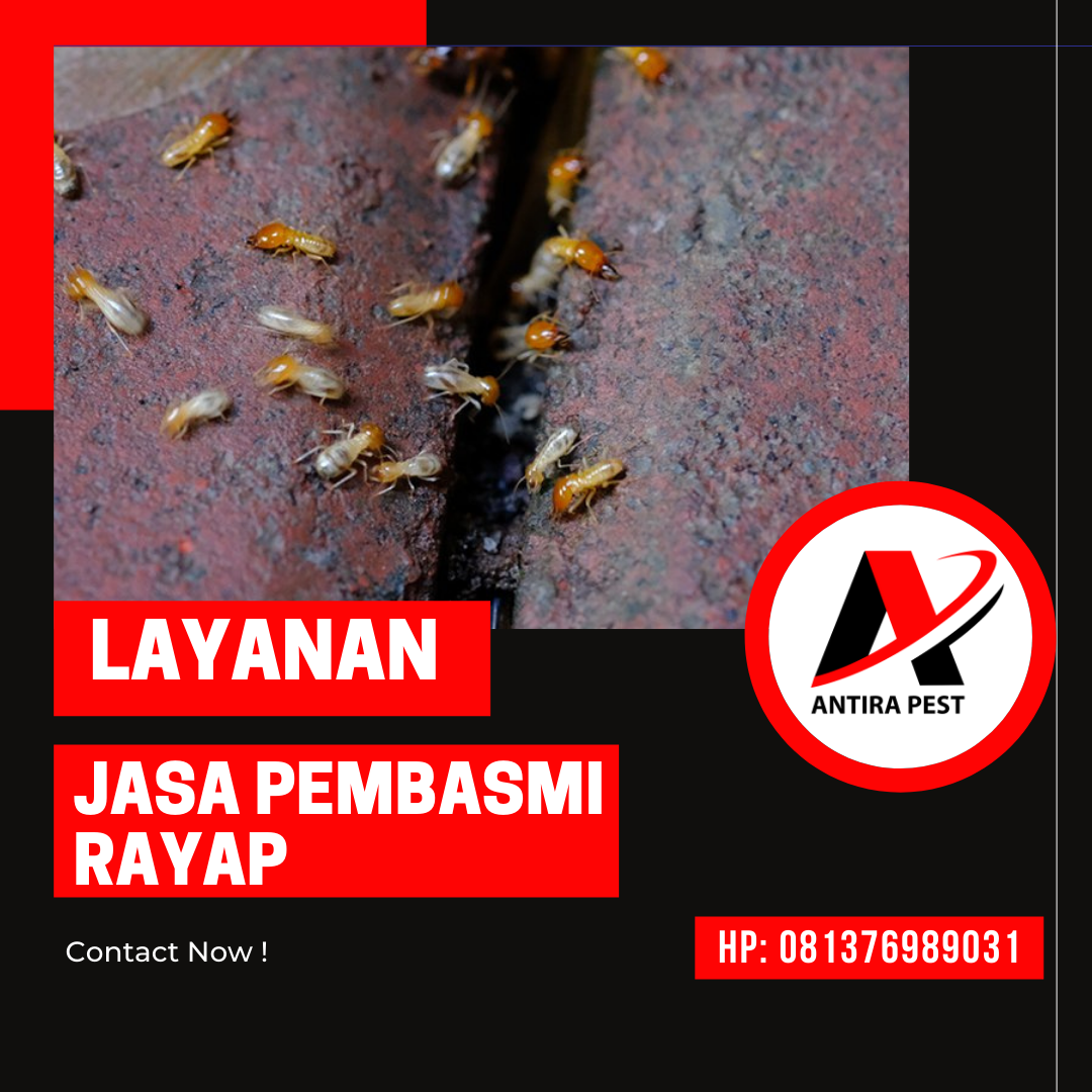 Basmi Rayap Rumah Medan Polonia