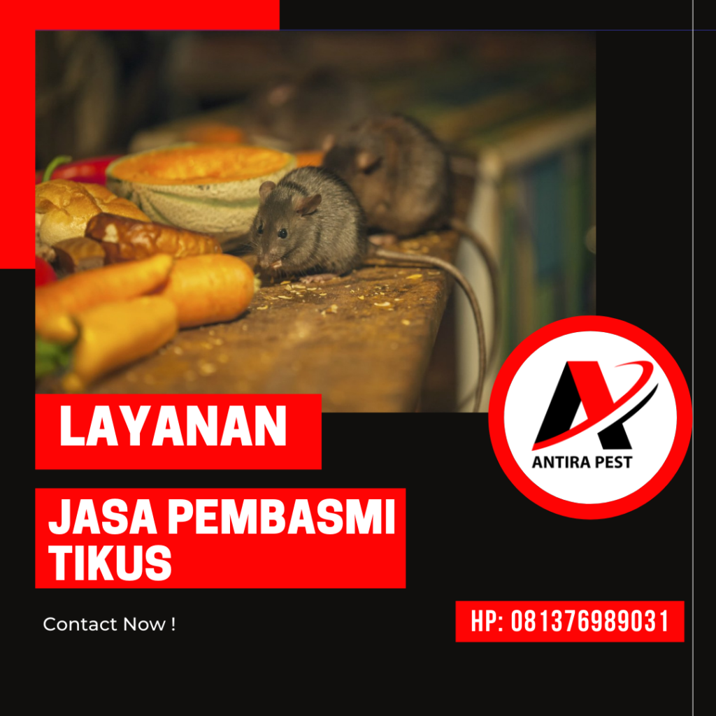 Jasa Pengusir Tikus Bantan Timur Medan Berkualitas