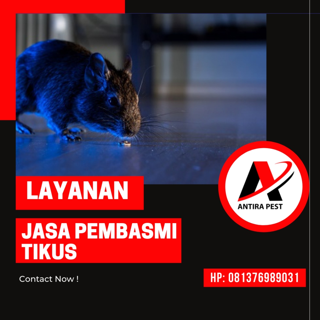 Jasa Pengusir Tikus Bantan Timur Medan Berkualitas