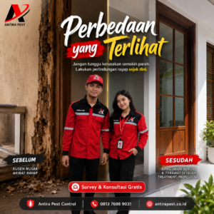 Jasa Anti Rayap Terbaik di Medan