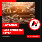 Jasa Anti Rayap di Medan Baru Basmi Rayap Rumah Medan Johor