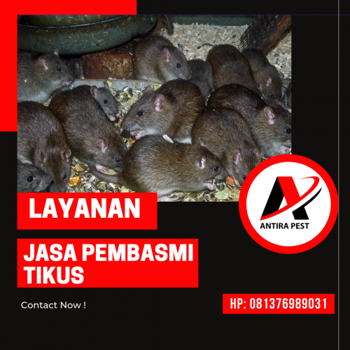 Jasa Pembasmi Tikus Medan