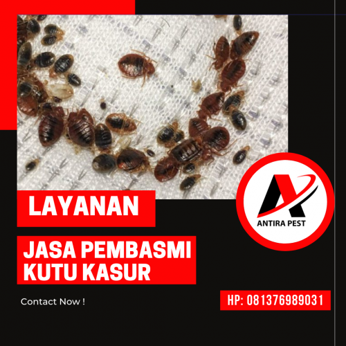 Jasa Pembasmi Kutu Busuk di Medan Antira Pest Control