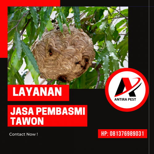 Jasa Pembasmi Tawon Profesional Antira Pest Control